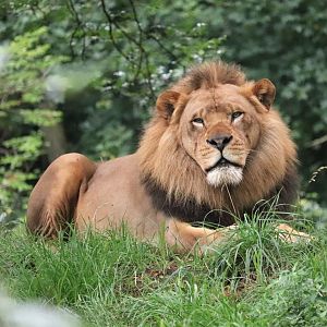 African Savanna - African Lion