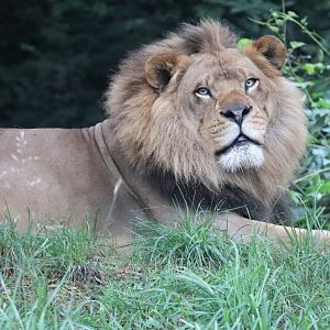 African Savanna - African Lion