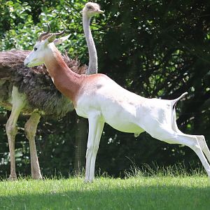 African Savanna - Dama Gazelle - Ostrich