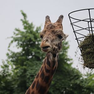 African Savanna - Masai Giraffe