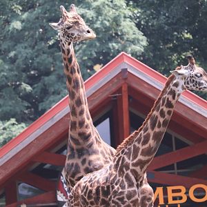 African Savanna - Masai Giraffe