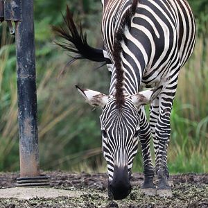 African Savanna - Grant's Zebra