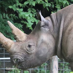 African Savanna - Black Rhinoceros