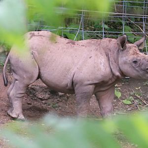 African Savanna - Black Rhinoceros