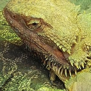 Bearded dragon