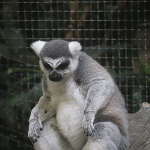 Tropical Forest - Ring-Tailed Lemur