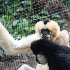 Tropical Forest - White-Cheeked Gibbon