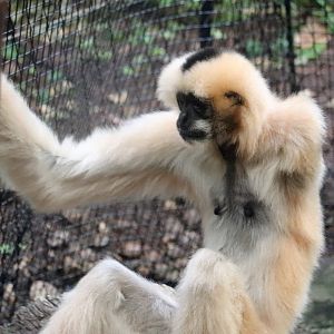 Tropical Forest - White-Cheeked Gibbon