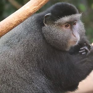 Tropical Forest - Blue Monkey