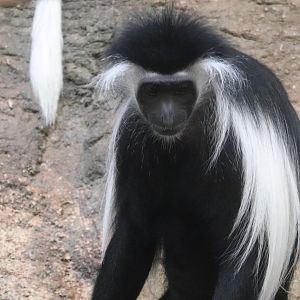 Tropical Forest - Angolan Colobus