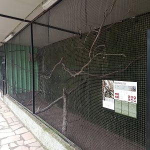 Aviary Red-billed hornbill