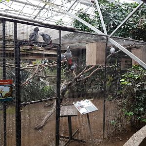 Aviary African grey parrot