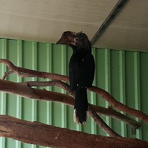 Silvery-cheeked hornbill