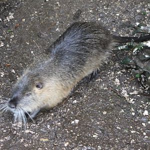 Coypu