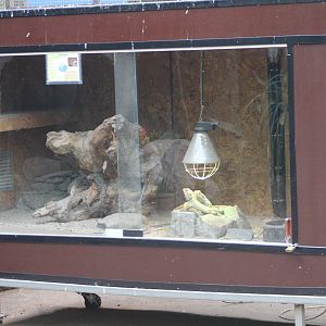 Enclosure Bearded dragon