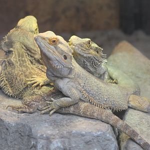 Bearded dragons
