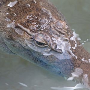 The Islands - Philippine Crocodile