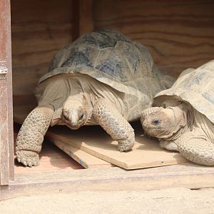 The Islands - Tortoise