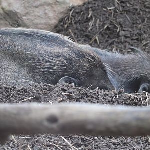 The Islands - Visayan Warty Pig