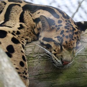 The Islands - Clouded Leopard