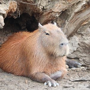 Jungle Odyssey - Capybara