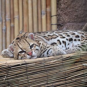 Jungle Odyssey - Ocelot