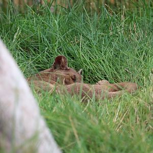 Jungle Odyssey - Fossa