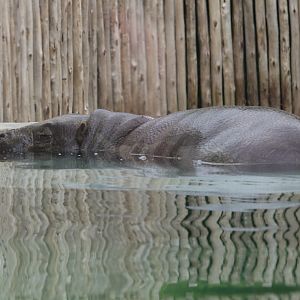 Jungle Odyssey - Pygmy Hippo