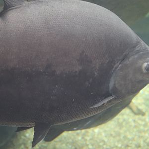 PPG Aquarium - Pacu