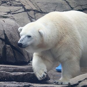 Water's Edge - Polar Bear