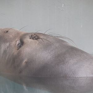 Water's Edge - Northern Elephant Seal - Coolio