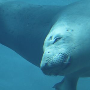 Water's Edge - Northern Elephant Seal - Coolio