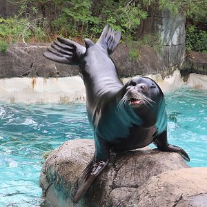 Kids Kingdom - California Sea Lion