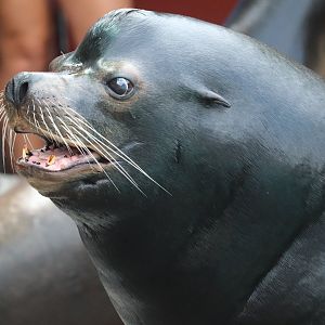 Kids Kingdom - California Sea Lion