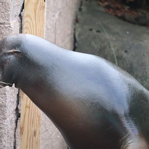 Kids Kingdom - California Sea Lion - Maggie