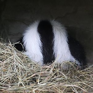 Kids Kingdom - Skunk