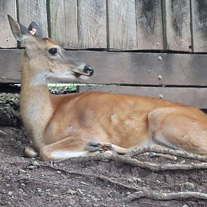 Kids Kingdom - White-Tailed Deer