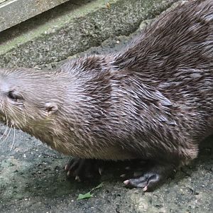 Kids Kingdom - River Otter