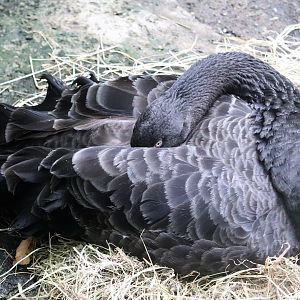 Kids Kingdom - Black Swan