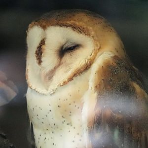 Kids Kingdom - Barn Owl