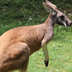 Kids Kingdom - Red Kangaroo