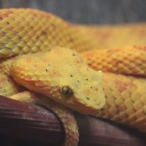 Kids Kingdom - Eyelash Viper