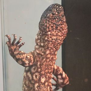 Kids Kingdom - Mexican Beaded Lizard