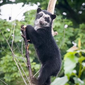 Spectacled Bear Cub - 27/07/2017