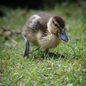 Comb Duck Duckling - 26/07/2017