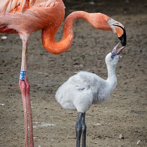 Caribbean Flamingo - 26/07/2017