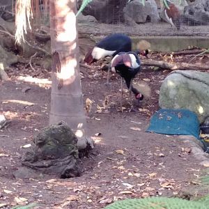 West African Black Crowned Crane chicks
