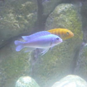Malawi Cichlid - 27 July 2017