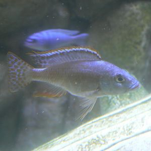 Malawi Cichlid - 27 July 2017