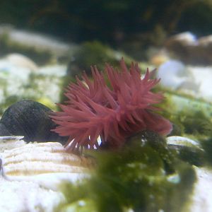 Beadlet Anemone - 27 July 2017